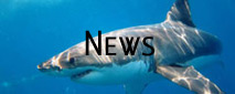 great white