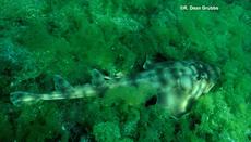 Banded Guitarfish