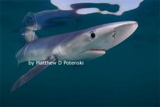 Blue Shark