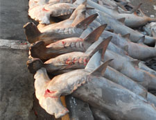dead hammerheads
