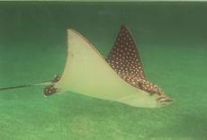 Eagle Ray