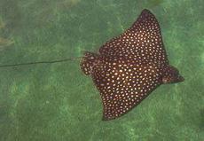 Eagle Ray