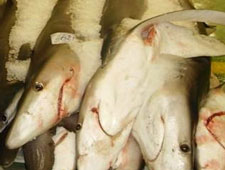 finned sharks