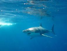 Great White