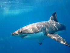 Great White Shark