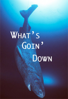 Greenland Shark