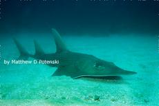 Guitarfish