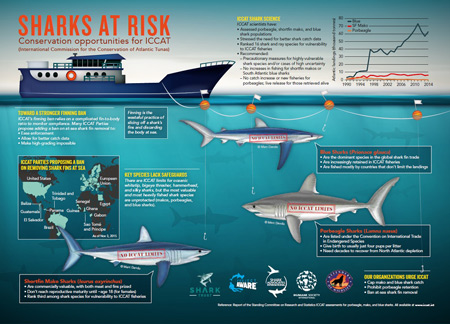 Sharks at Risk