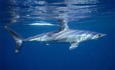 Mako Shark