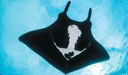manta ray