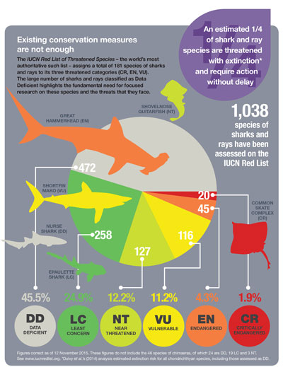shark conservation measures graphic