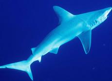 Sandbar Shark