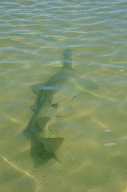 sawfish