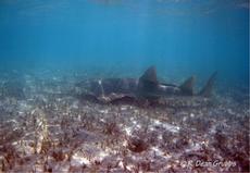 Smalltooth Sawfish