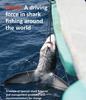 Spain a driving force in shark fishing