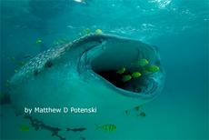 Whale Shark